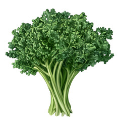 Green kale bunch isolated on transparent background