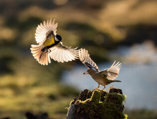 Buchfink (Fringilla coelebs)