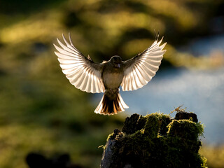 Buchfink (Fringilla coelebs)