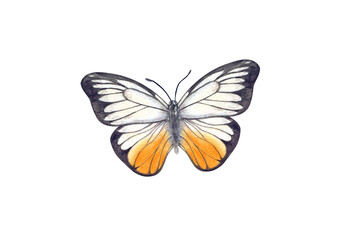 White orange and black Butterfly clip art watercolor hand painted illustration. Flying, fluttering moth insect element in realistic style. Beautiful insect for celebrate invitation decor, design