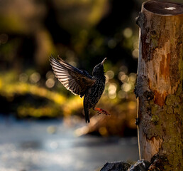 Star (Sturnus vulgaris)
