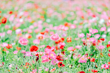 Fototapeta premium 見頃を迎えたポピー畑