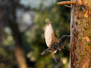Star (Sturnus vulgaris)