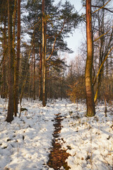 zima,wschód słońca,leśna ścieżka  © Marcin Łazarczyk