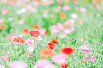 可愛いらしいポピーが咲き誇る