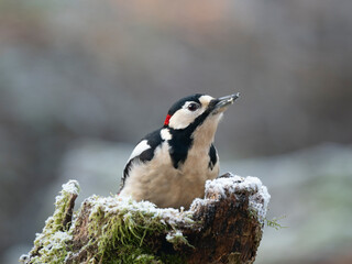 Buntspecht (Dendrocopos major)