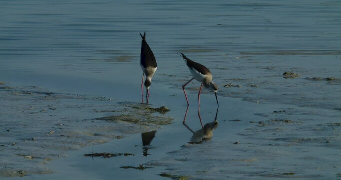 Migrating shore birds wintering in Sitra