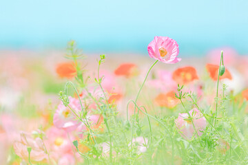 ポピー畑と青空