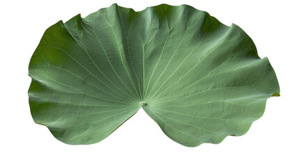 green lotus leaf isolated on transparent background