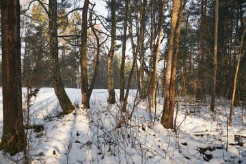 zima,drzewa,łąka © Marcin Łazarczyk