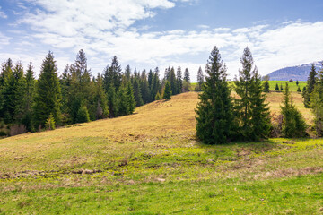mountain landscape with forest in spring. beautiful view of travel destination. trees in the green valley on a sunny day. beautiful nature background. remote place in carpathian alps