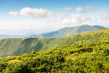 Obraz premium carpathian mountain landscape in summer. natural environment. beautiful view with rolling hills. alpine scenery of chornohora ridge. green meadow on hillside