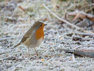 Rotkehlchen (Erithacus rubecula)         ,  Rotkehlchen ,Erithacus ,rubecula,sperlingsvögel,singvögel,rot garten,wald,park,friedhof