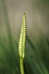 Adder's-tongue, Ophioglossum vulgatum, also known as southern adders-tongue or adderstongue fern, wild plant from Finland
