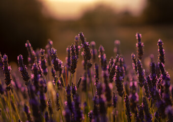 Lavender field at sunset in summer