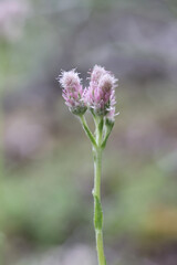 Mountain Everlasting, Antennaria dioica, also known as Catsfoot, Cat’s-foot or Cudweed, pink female flowers