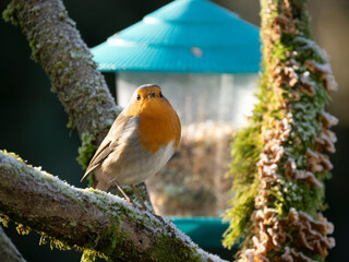 Rotkehlchen (Erithacus rubecula)         ,  Rotkehlchen ,Erithacus ,rubecula,sperlingsvögel,singvögel,rot garten,wald,park,friedhof