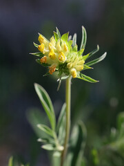 Kidney Vetch, Anthyllis vulneraria, also known as Common kidneyvetch, Kidney-vetch, Ladies’ fingers or Woundwort, wild plant from Finland