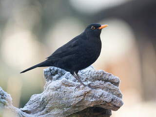 Amsel (Turdus merula)