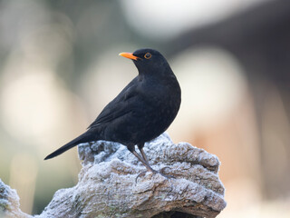 Amsel (Turdus merula)