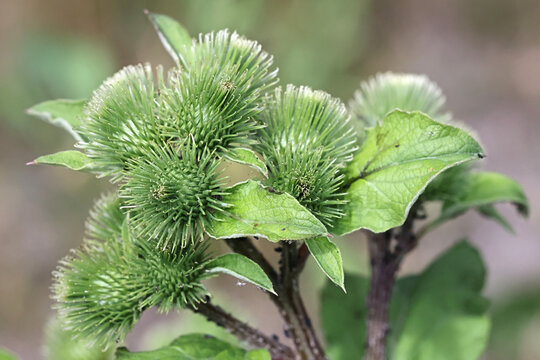 Arctium minus, commonly known as lesser burdoc, louse-bur, common burdock, button-bur, cuckoo-button or wild rhubarb