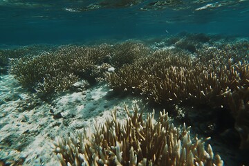 Fototapeta premium Stunning Underwater Coral Reefs
