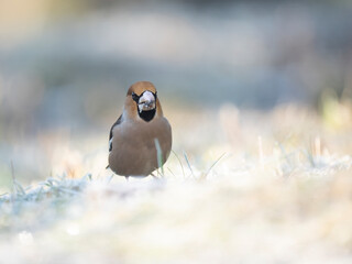 Kernbeißer (Coccothraustes coccothraustes)