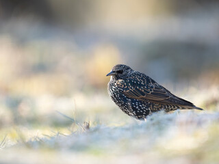  Star (Sturnus vulgaris)