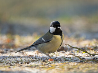 Kohlmeise (Parus major)