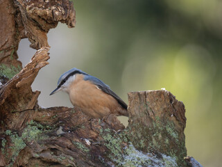 Kleiber (Sitta europaea)