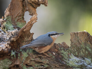 Kleiber (Sitta europaea)