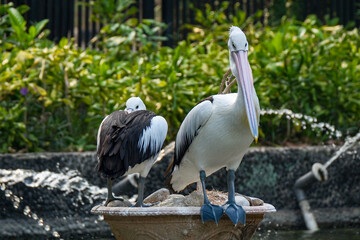 wonderful bird Pelicans, latin name Pelecanus conspicillatuas