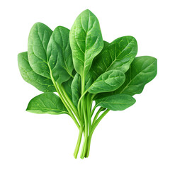 Obraz premium Green spinach isolated on transparent background