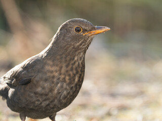 Amsel (Turdus merula)