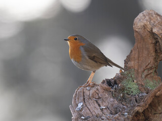 Rotkehlchen (Erithacus rubecula)         ,  Rotkehlchen ,Erithacus ,rubecula,sperlingsvögel,singvögel,rot garten,wald,park,friedhof