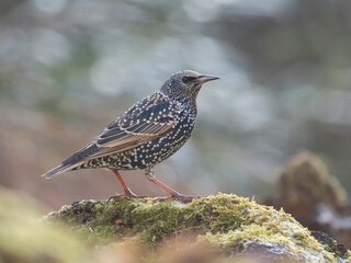  Star (Sturnus vulgaris)