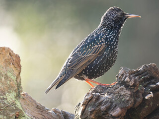  Star (Sturnus vulgaris)