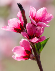 A pink flower with a green leaf on top