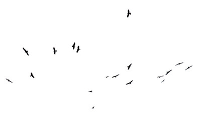 A flock of birds in flight isolated on a white background
