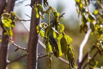 Leaves on a walnut tree after frost.