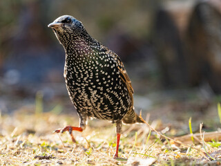  Star (Sturnus vulgaris)