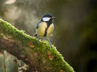 Kohlmeise (Parus major)