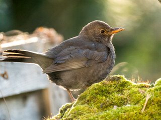 Amsel (Turdus merula)     
