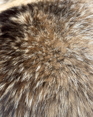 The fur of a cat is shown in detail, with a focus on the texture