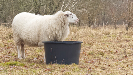Schaf neben Wasserbehälter