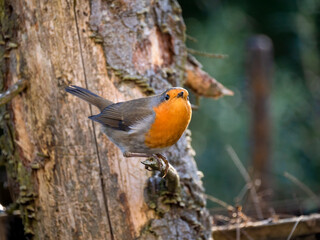 Rotkehlchen (Erithacus rubecula)         ,  Rotkehlchen ,Erithacus ,rubecula,sperlingsvögel,singvögel,rot garten,wald,park,friedhof