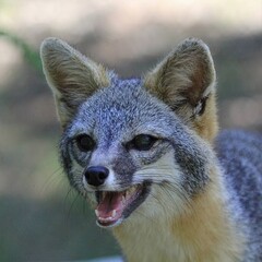 Gray Fox in Natural Setting: A gray fox captured in a serene outdoor environment, showcasing its...
