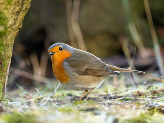Rotkehlchen (Erithacus rubecula)         ,  Rotkehlchen ,Erithacus ,rubecula,sperlingsvögel,singvögel,rot garten,wald,park,friedhof