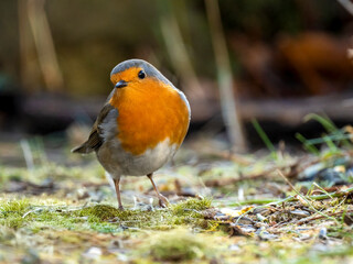 Rotkehlchen (Erithacus rubecula)         ,  Rotkehlchen ,Erithacus ,rubecula,sperlingsvögel,singvögel,rot garten,wald,park,friedhof