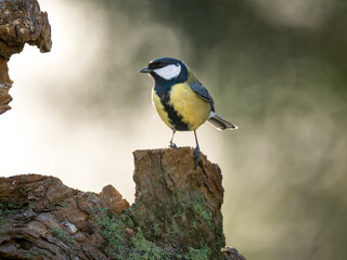 Kohlmeise (Parus major)